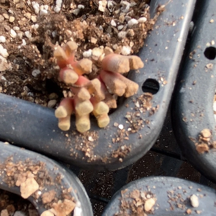 3526三头火柴一颗