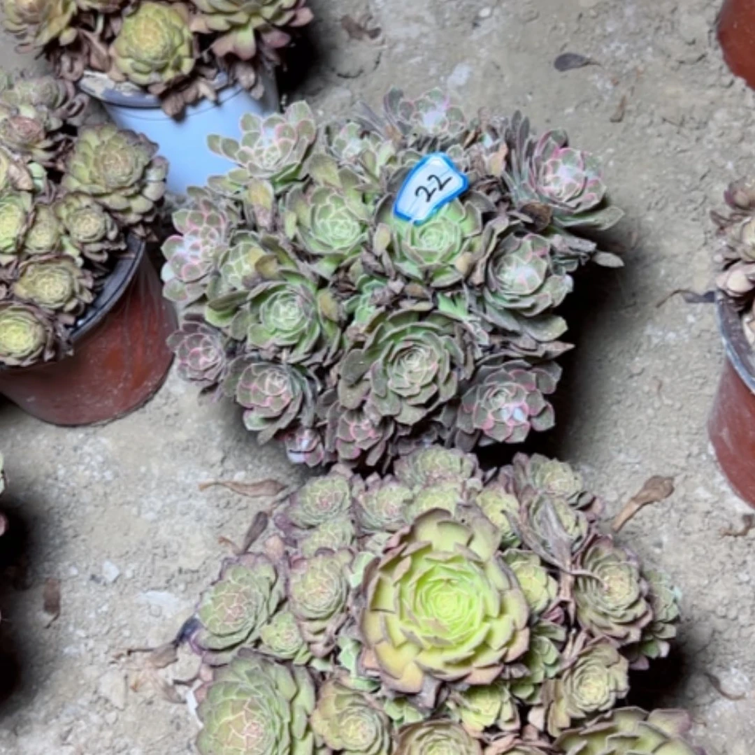 【闪购商品】断枝不包22