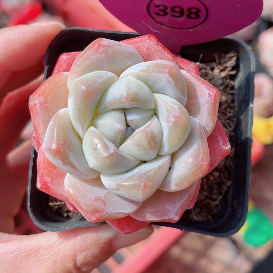 398号小老桩冰玉单头