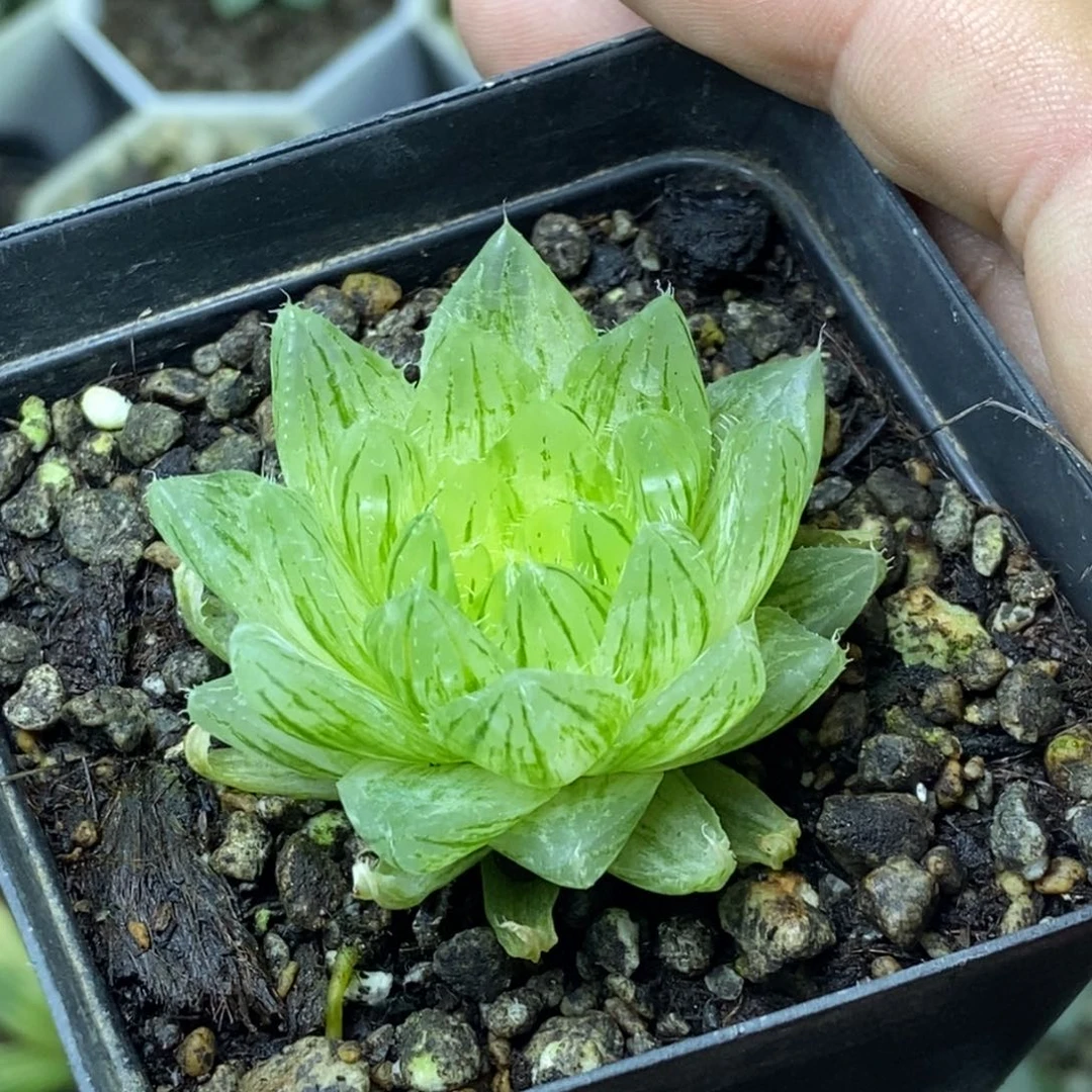 樱水晶锦一物一拍