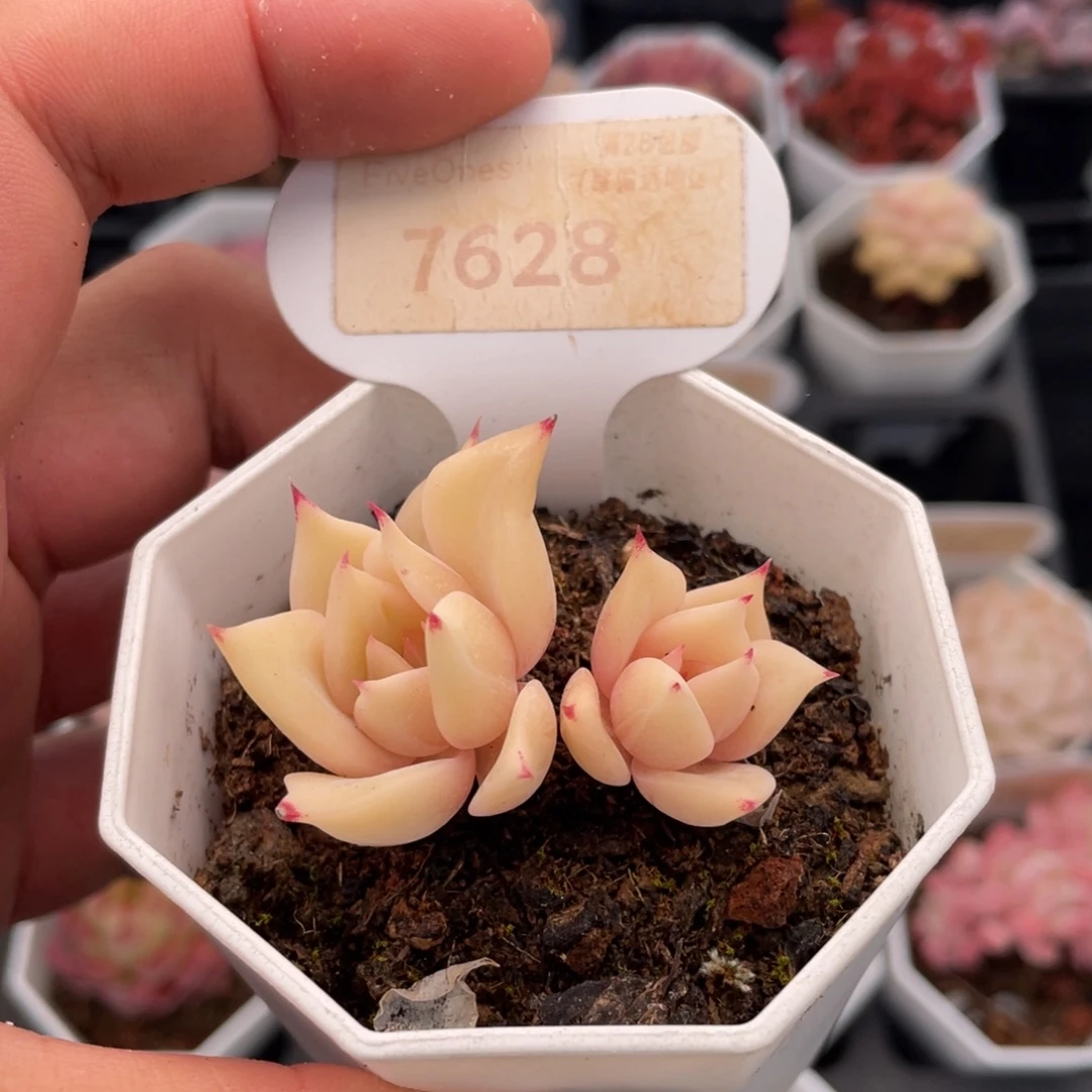 饺子皮7628-4.5厘米