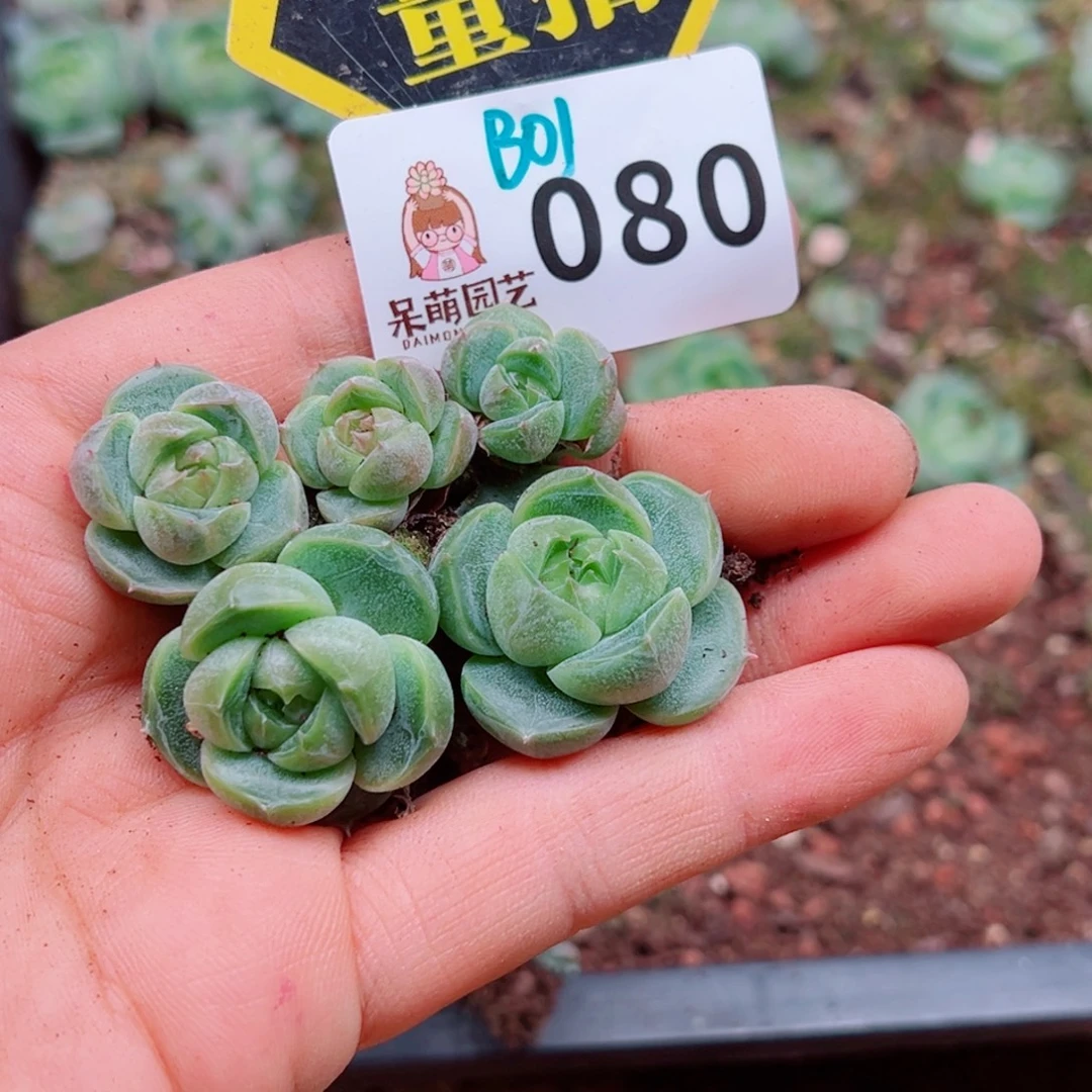 多肉植物多肉植物