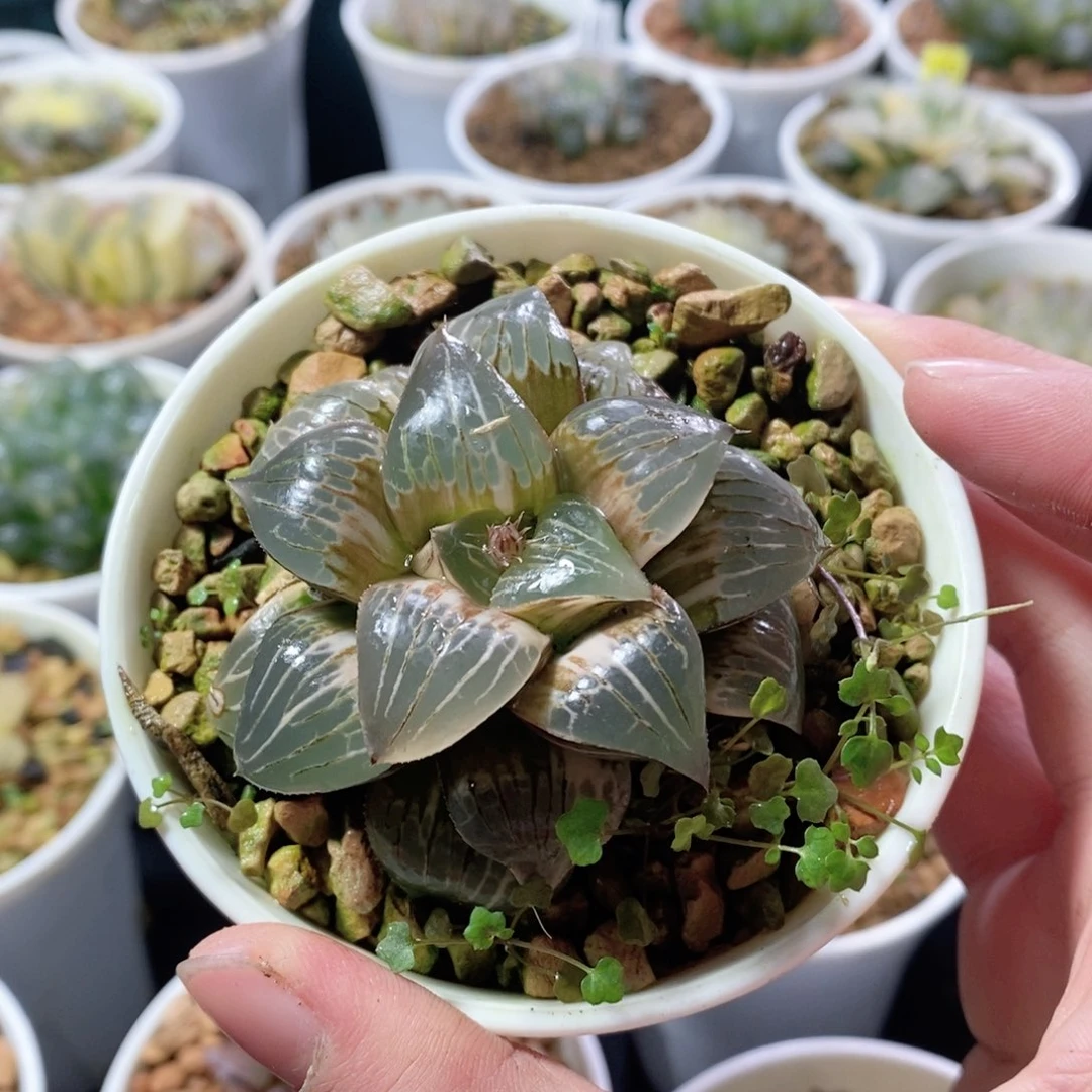 万象实生寿锦玉露多肉