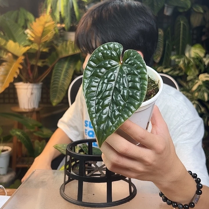 诡***雾完全开放一物一拍Q137