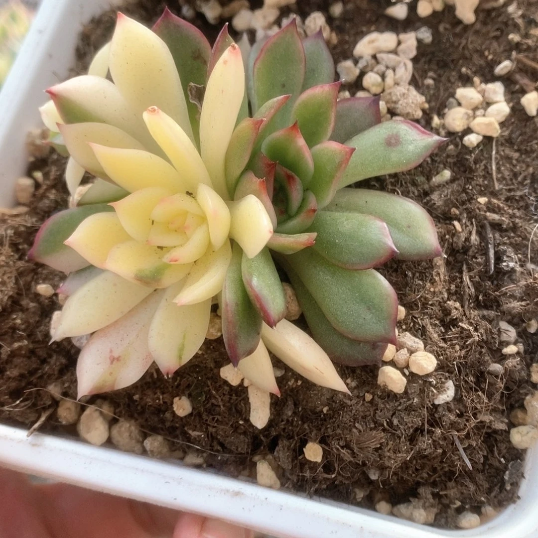 170锦锦锦锦锦锦