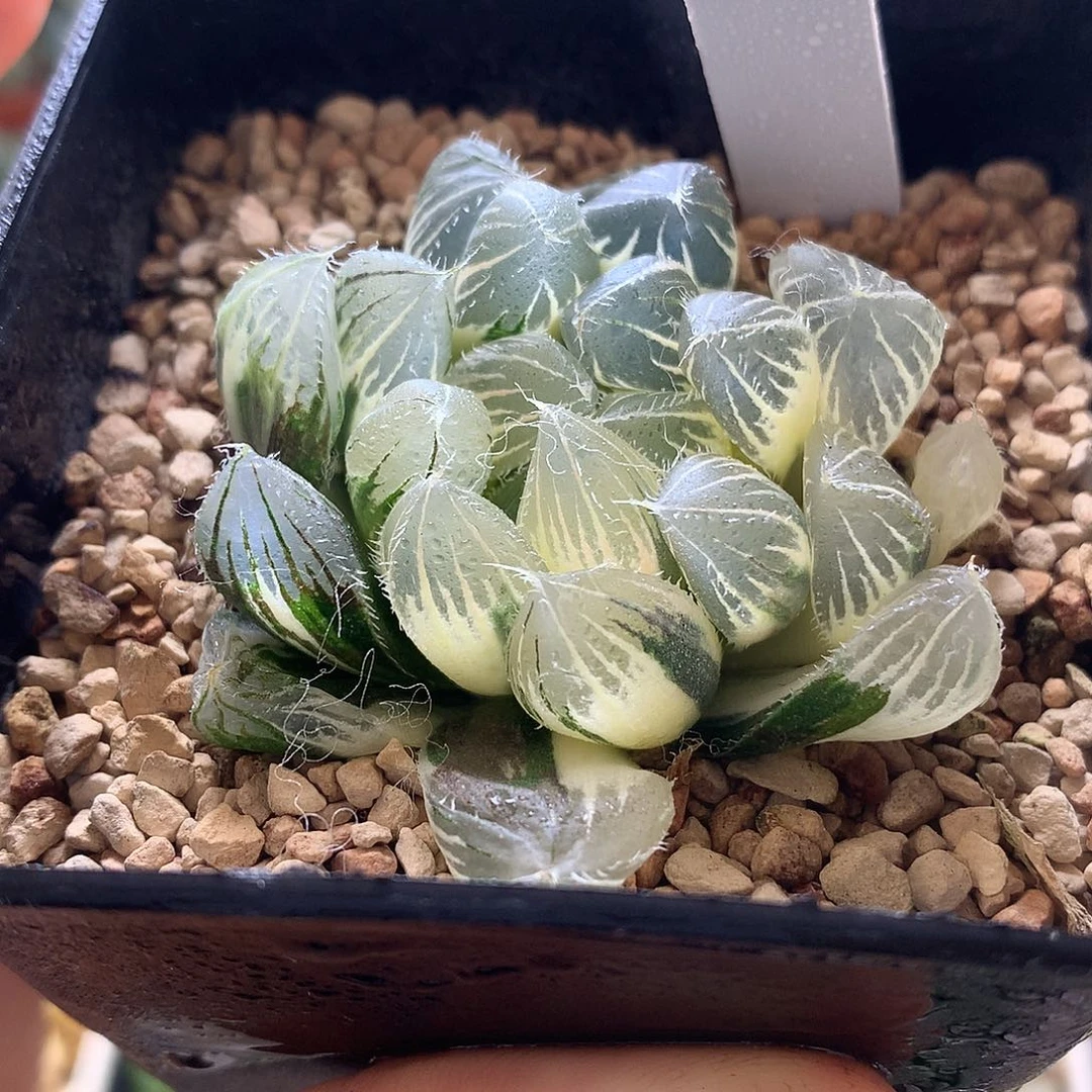 实生玉露锦带盆土发货lyul