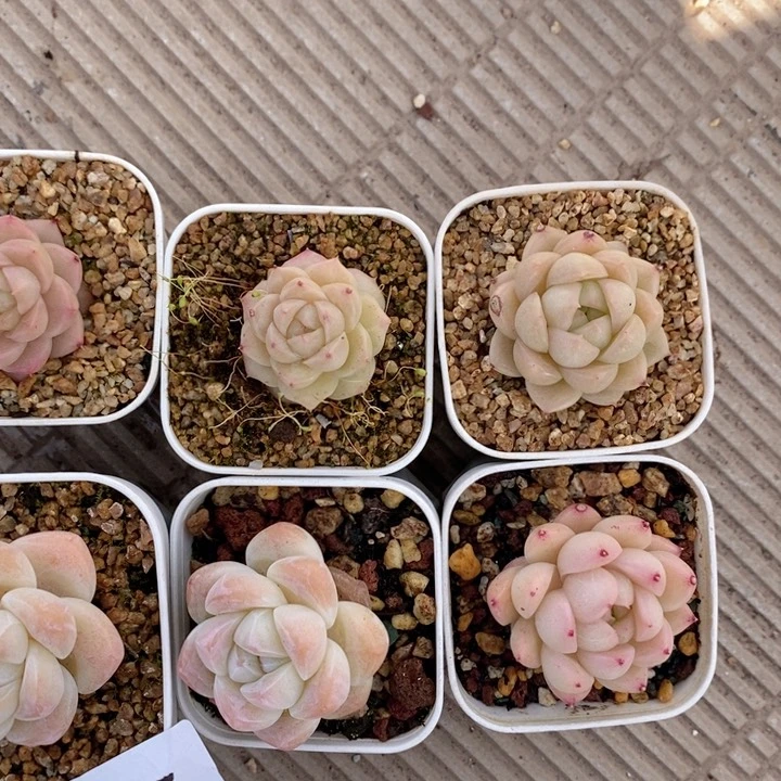 92-230多肉多肉的多肉多肉