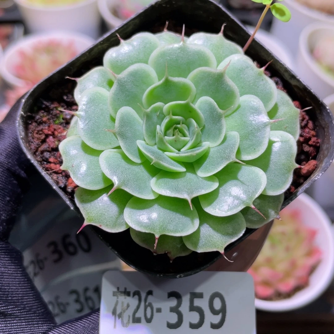 花利美26-359贝尔