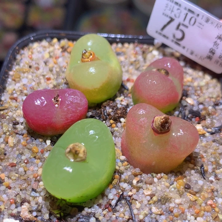 精品生石花多肉310.75