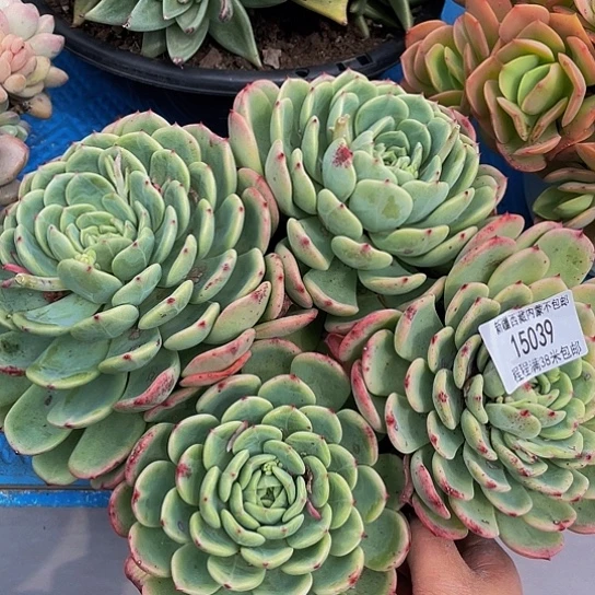 用****3十里桃花15039多肉