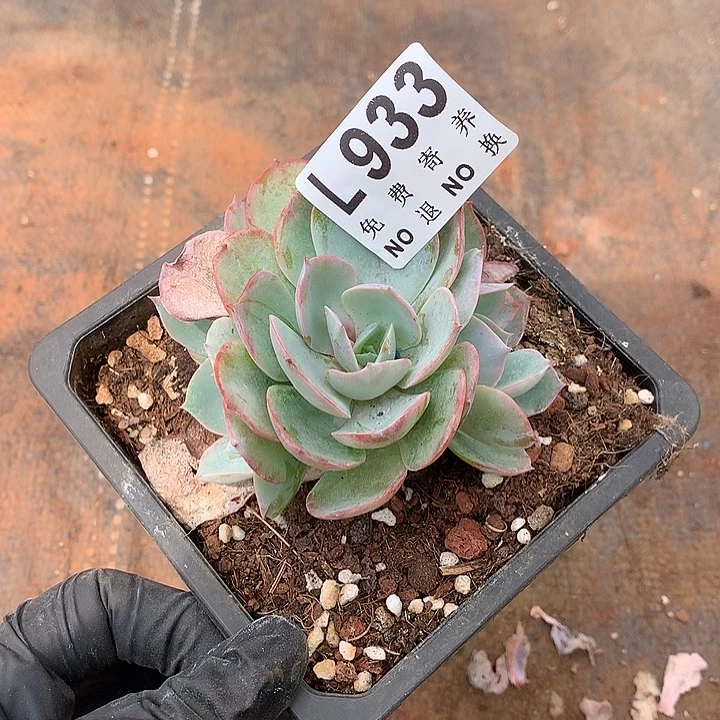 白玉兰朵朵 多肉植物.9.28号发货