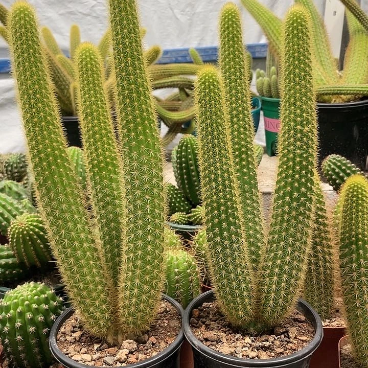 群生人鱼金妞保三头