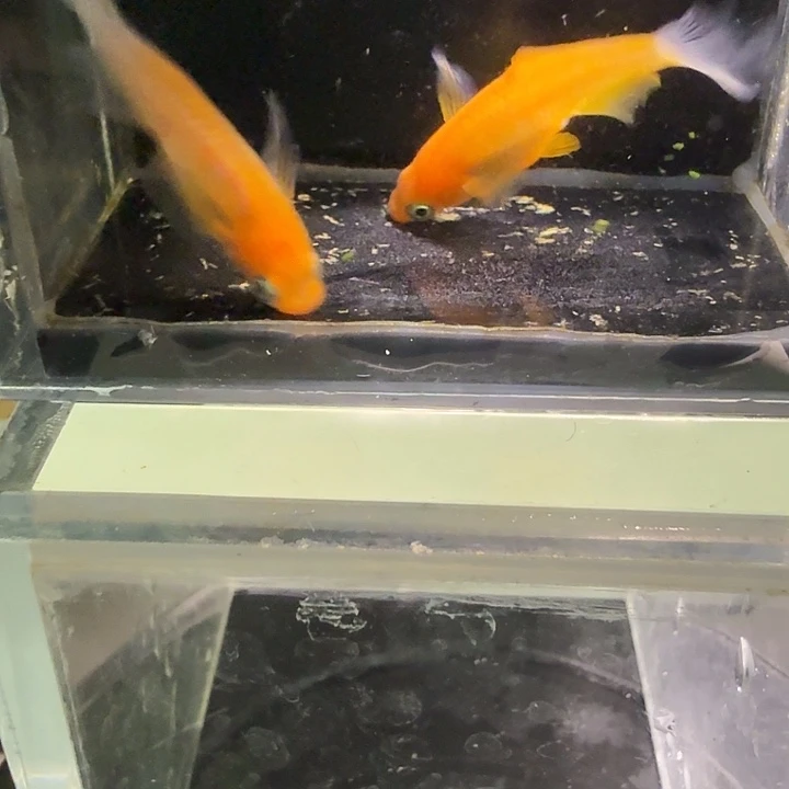 青鳉鱼一物一拍808