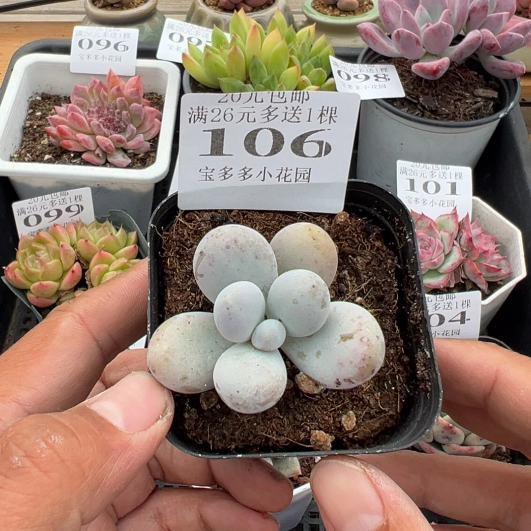 奶酪一物一拍多肉满20元包邮