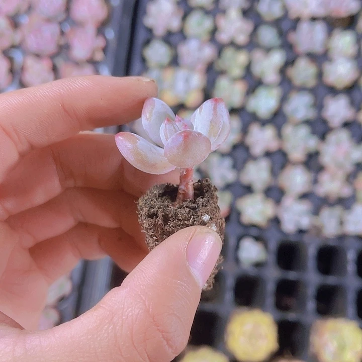 精品苹果奶满9.9包邮