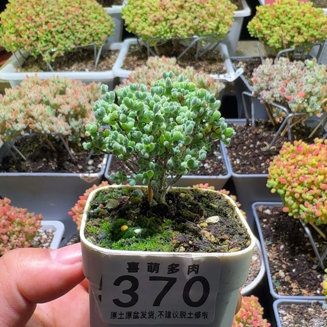 实生莱斯枝干番杏370