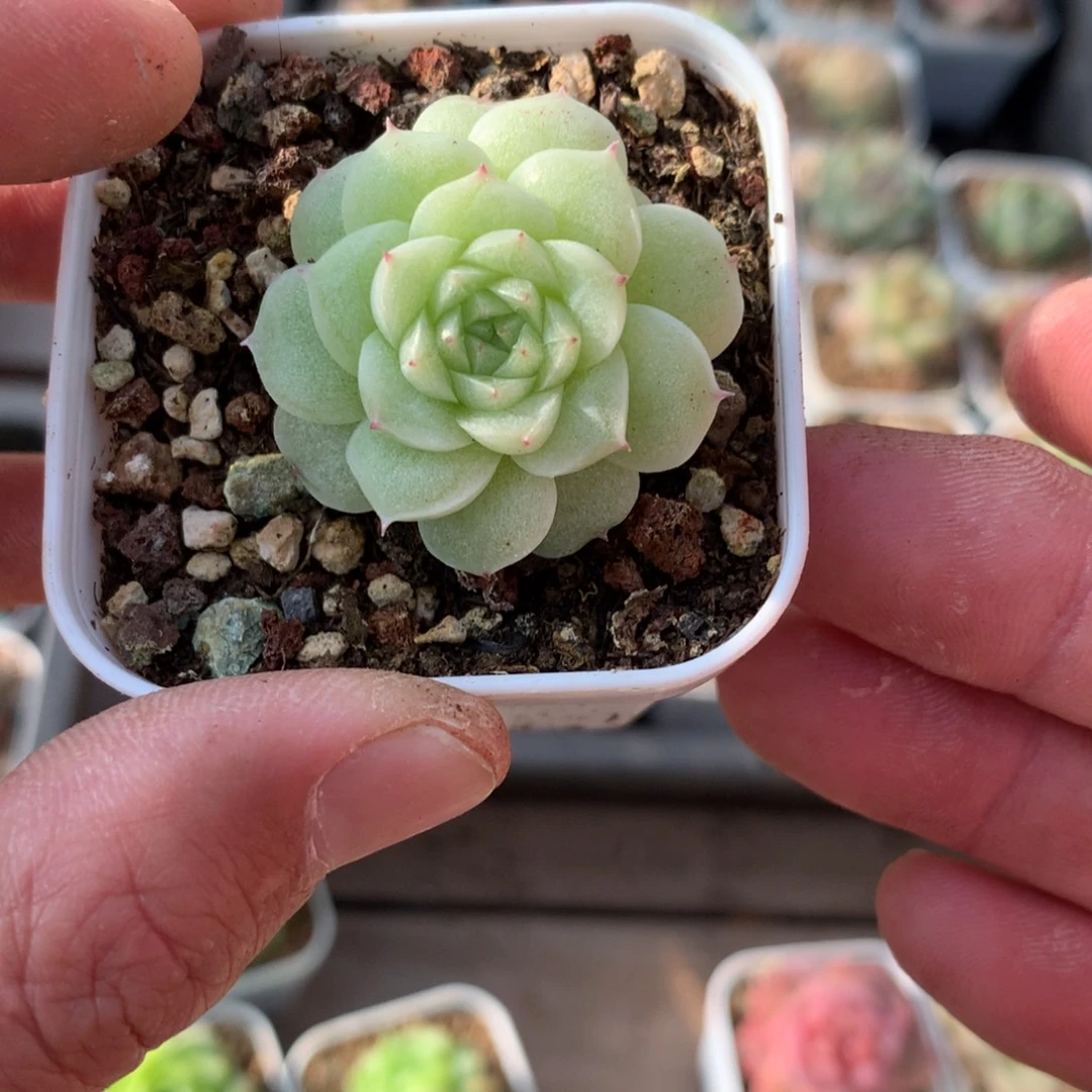 毛羡。  姐姐。 专拍。 花朵脸麦秆