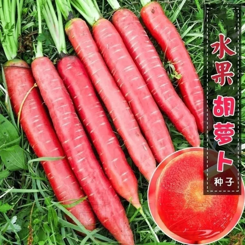 冰糖水果胡萝卜种子农家甜脆水果萝卜种籽夏秋季庭院种植蔬菜种孑