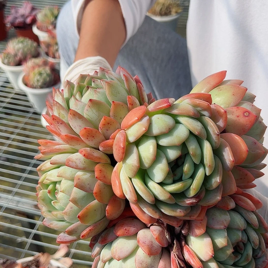 全明星双头起三盆老桩