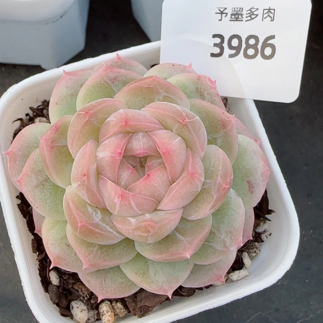 如烟，3986多肉植物