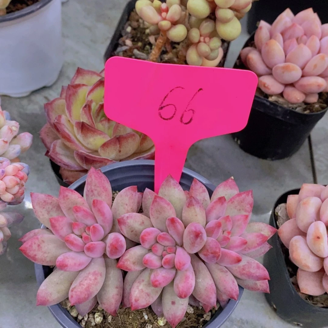 开心多肉植物多肉