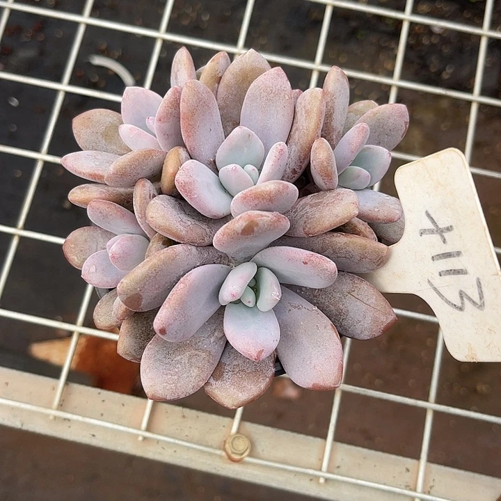 两单包邮，一物一拍113粉兔