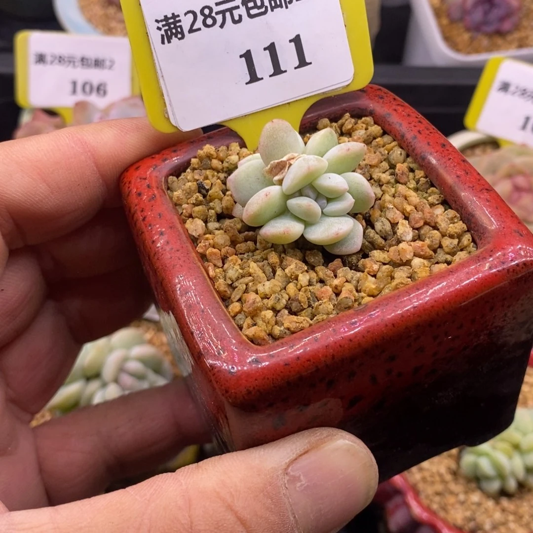 2111冰玉朵朵多肉植物