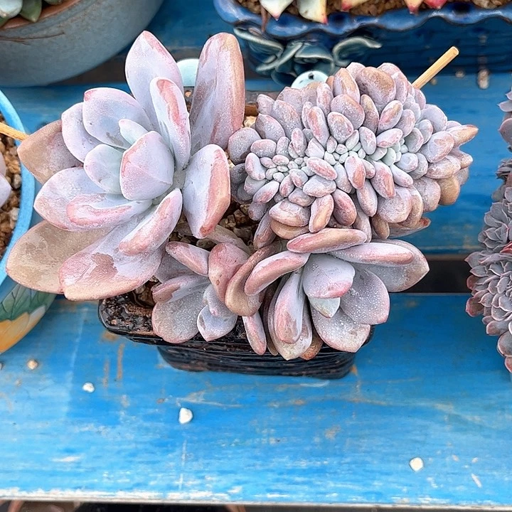 多肉植物一物一拍