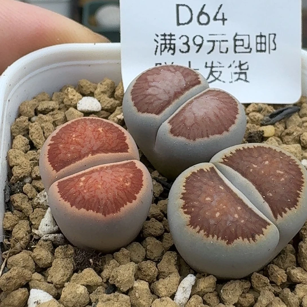 64多肉哈哈哈哈哈哈哈