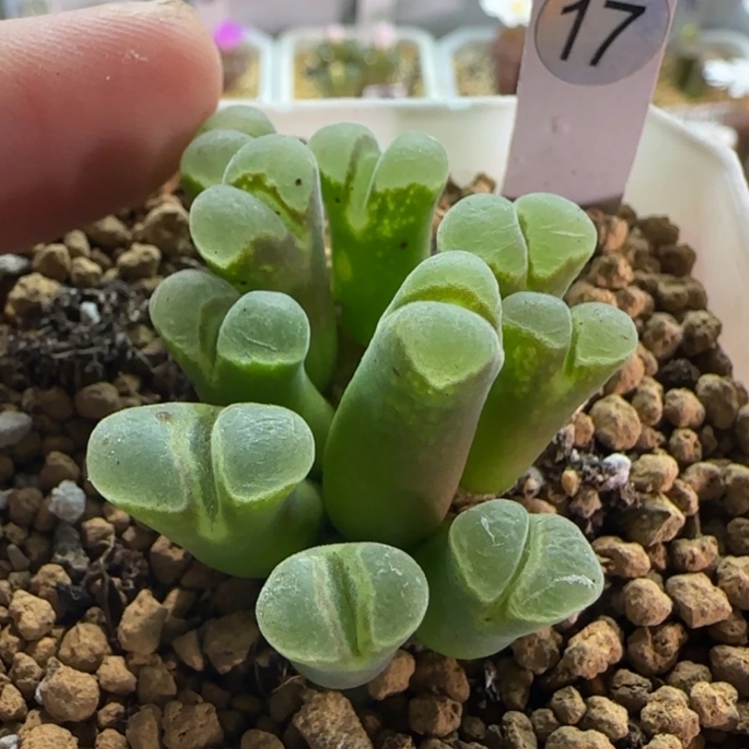【闪购商品】?***鱼18834