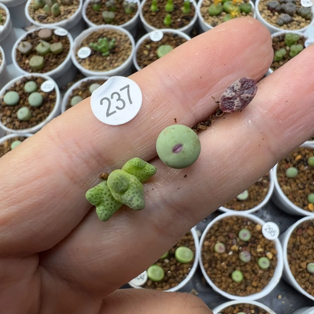 牵***阳希望专拍3颗脱土237000