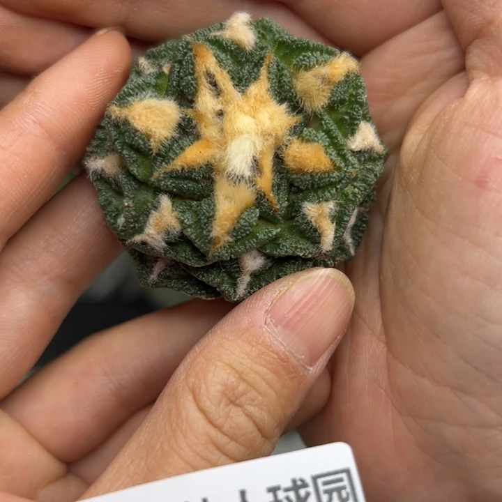 嗨*697 无根 仙人球的故事是