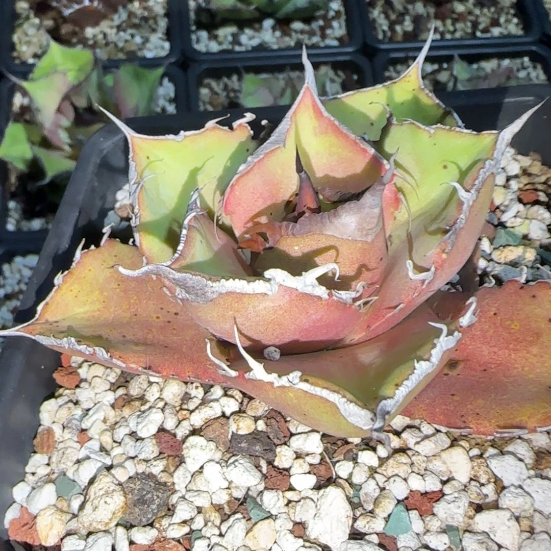 黑豹仁王冠龙舌兰