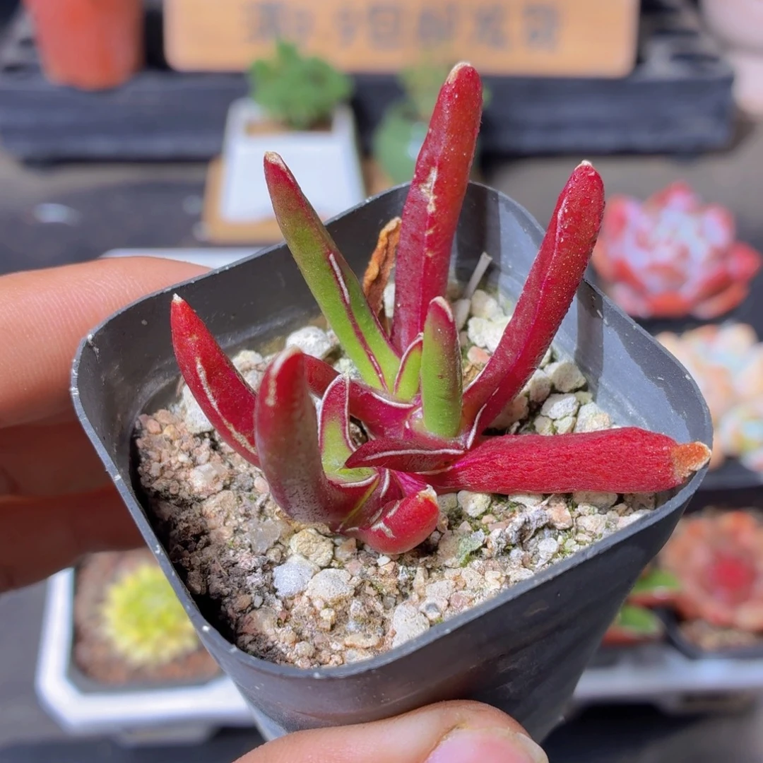 新妖多肉9.9包邮发货