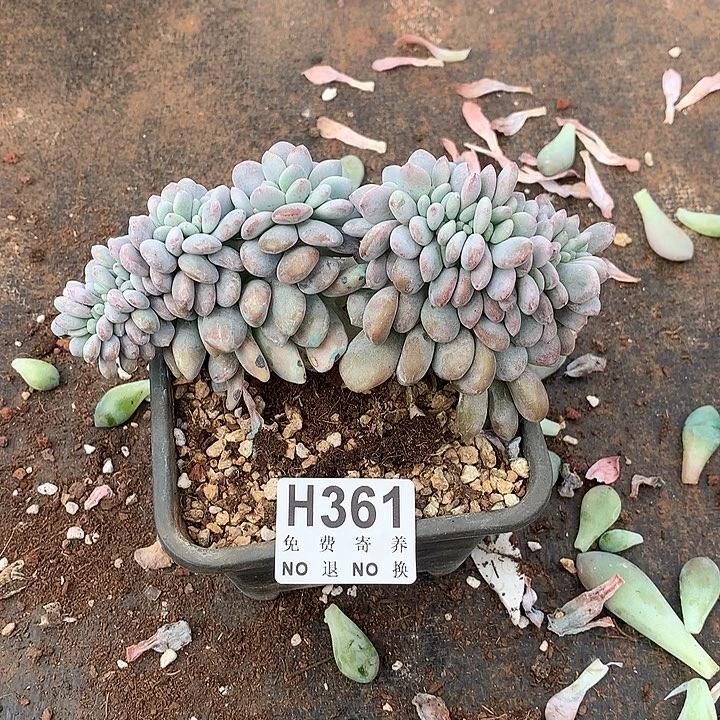 粉兔缀化 非偏远38包邮 节后发