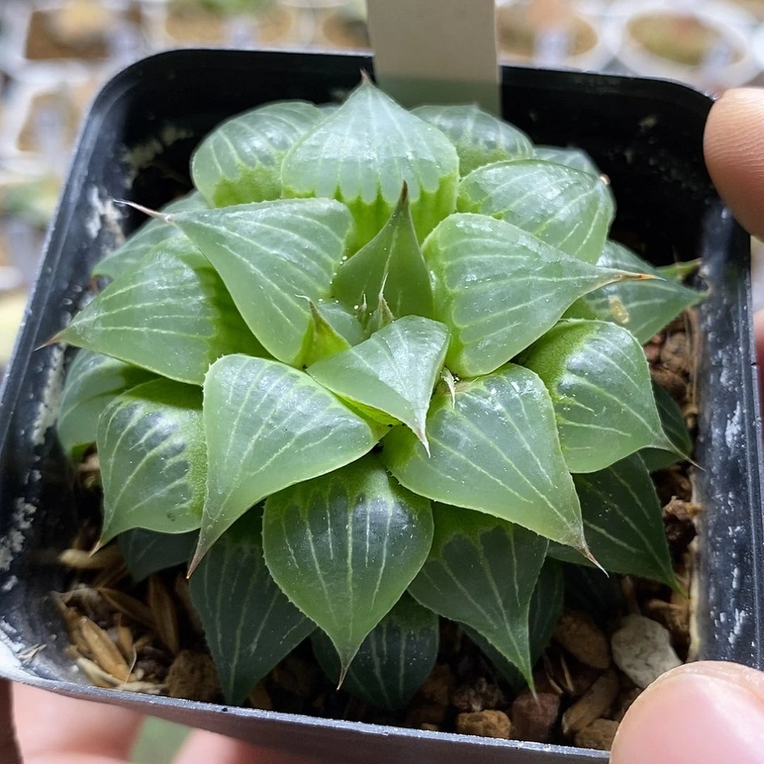 92葫芦寿哈哈哈哈哈哈