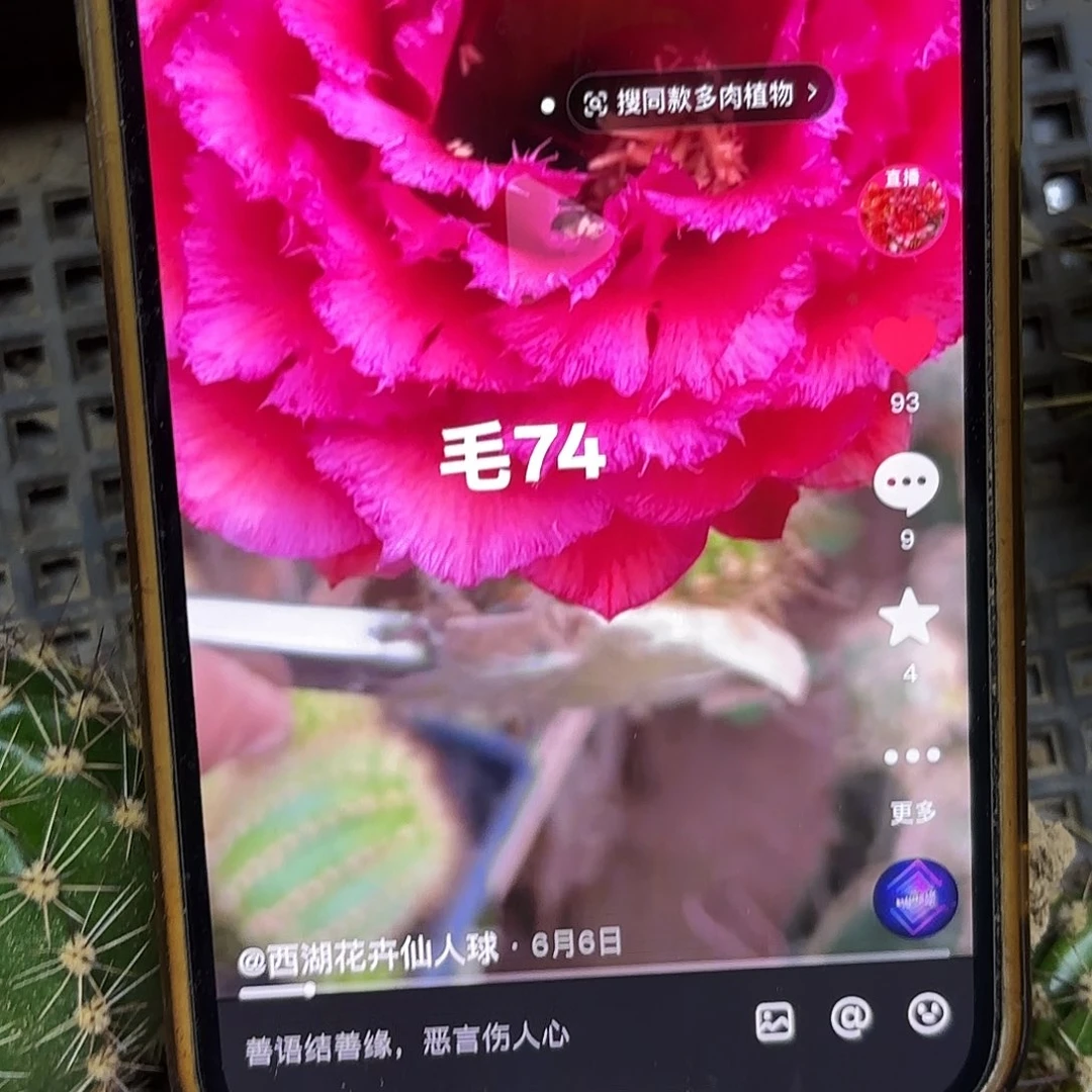 74毛侧牙20包邮瑕疵43