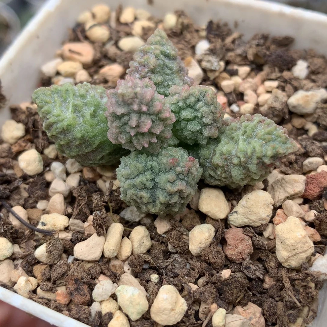 美系绿幽灵 一物一拍