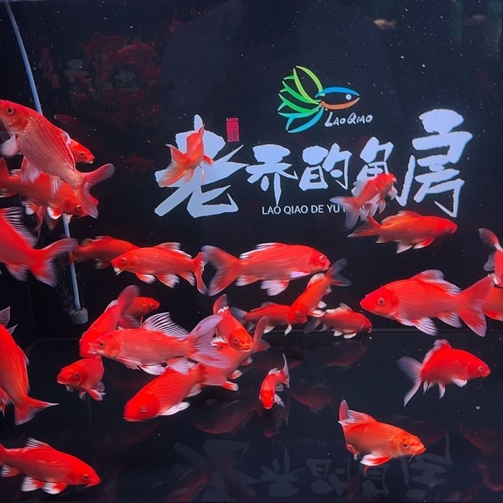 O***.蝴蝶鲤小点尺寸 练手 57 块