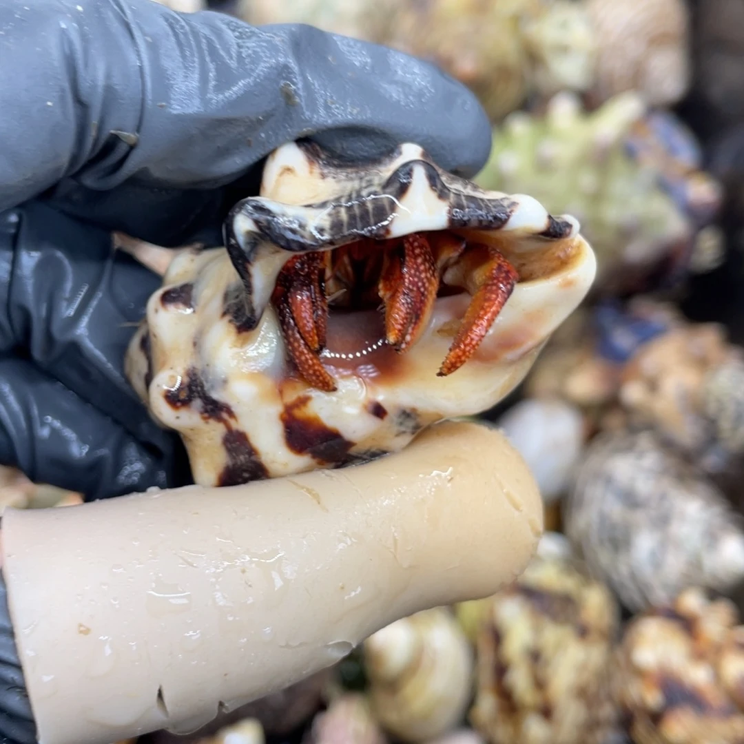 不退不换活体宠物97