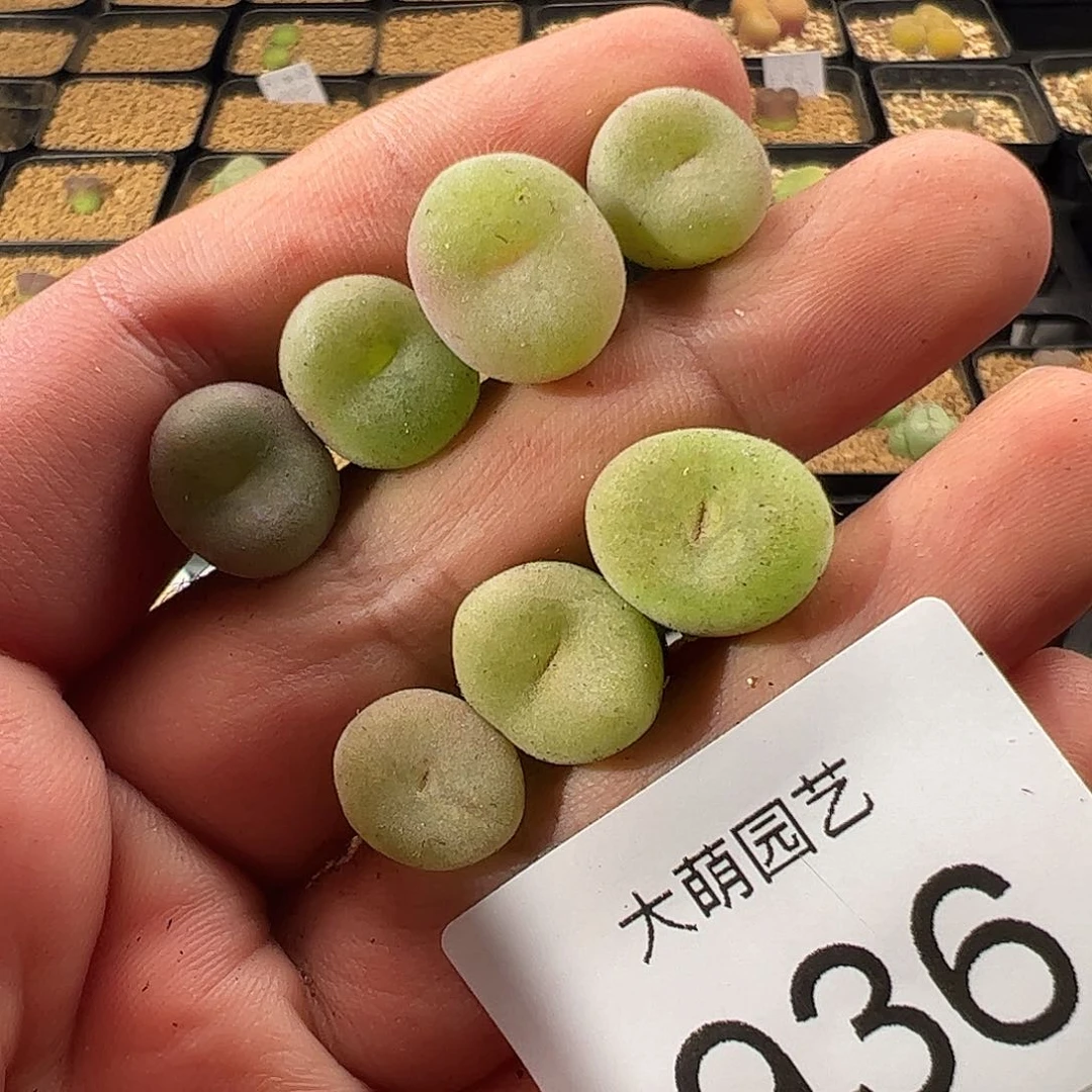 0000936一物一拍……