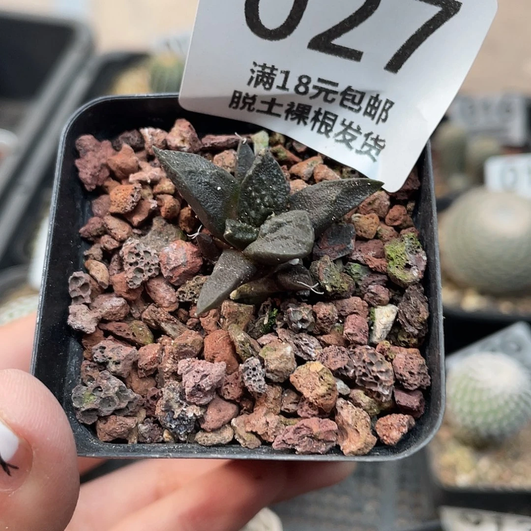 027牡丹杂块根植物