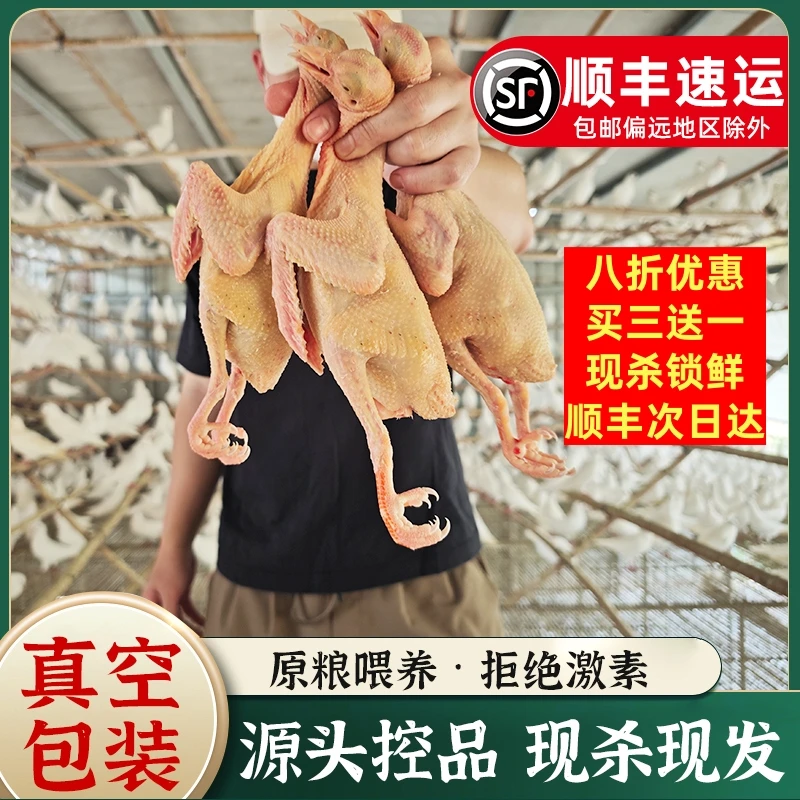 【乳鸽买三送一】正宗广东乳鸽新鲜现杀鸽子肉顺丰包邮精品乳鸽