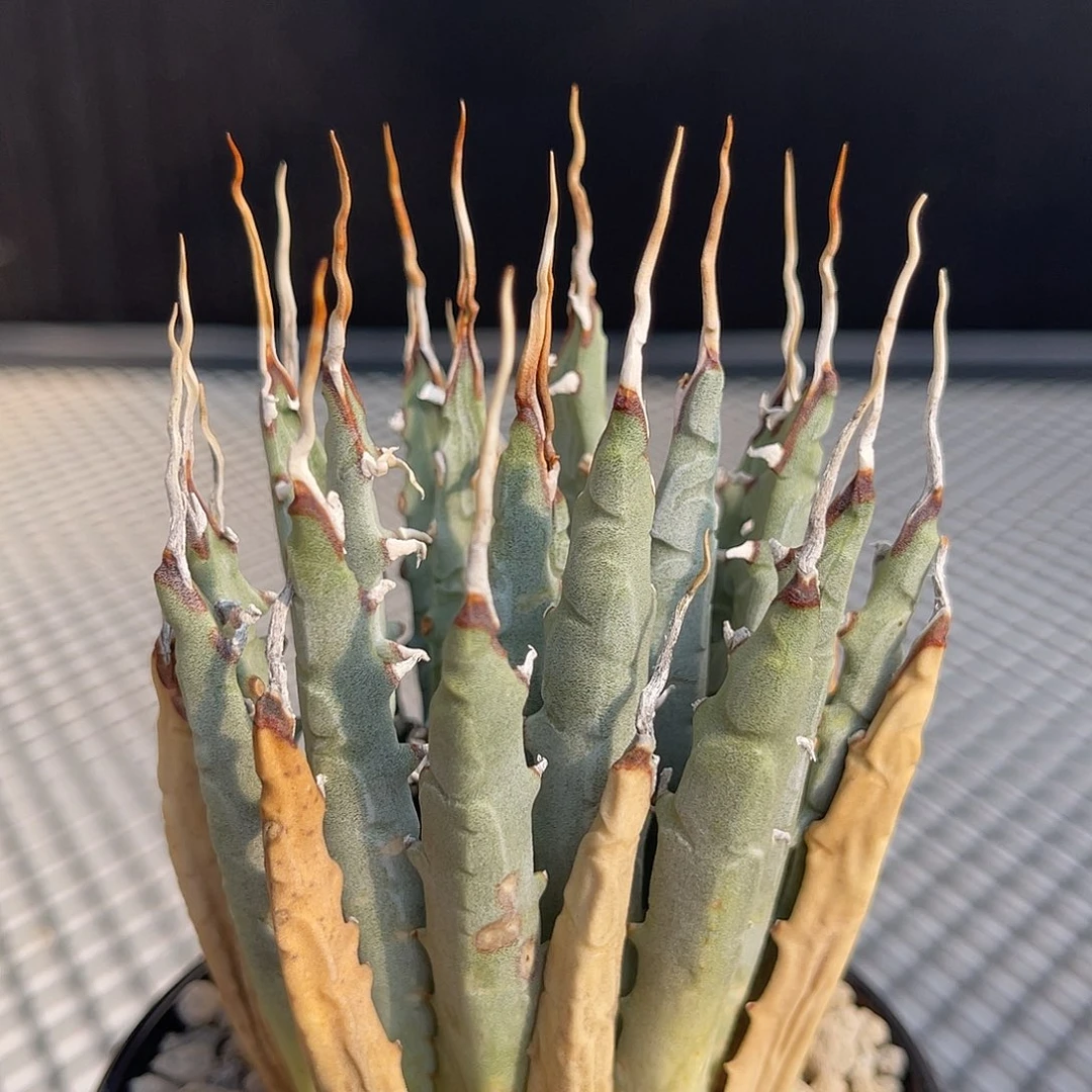 曲刺妖炎熟桩养定