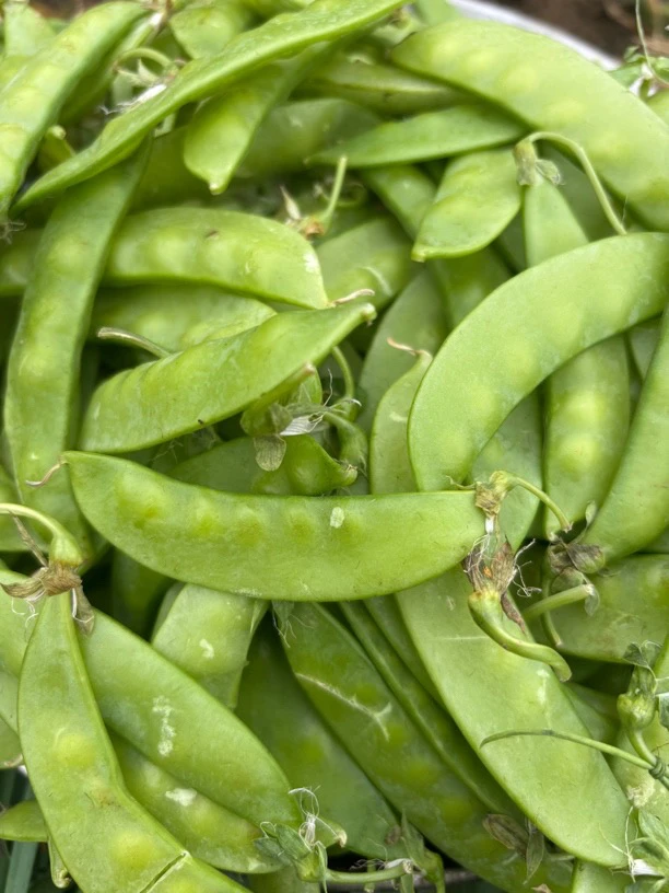 【现摘荷兰豆】湖南湘西农家露天荷兰豆 青豆夹 扁豌豆 蔬菜豆