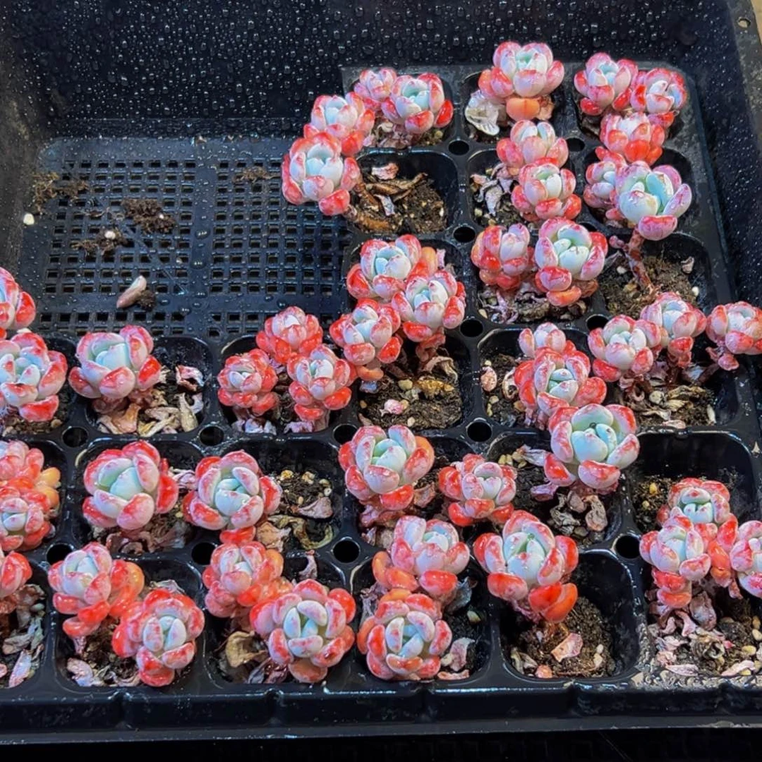 053的人都在用这个词了吗