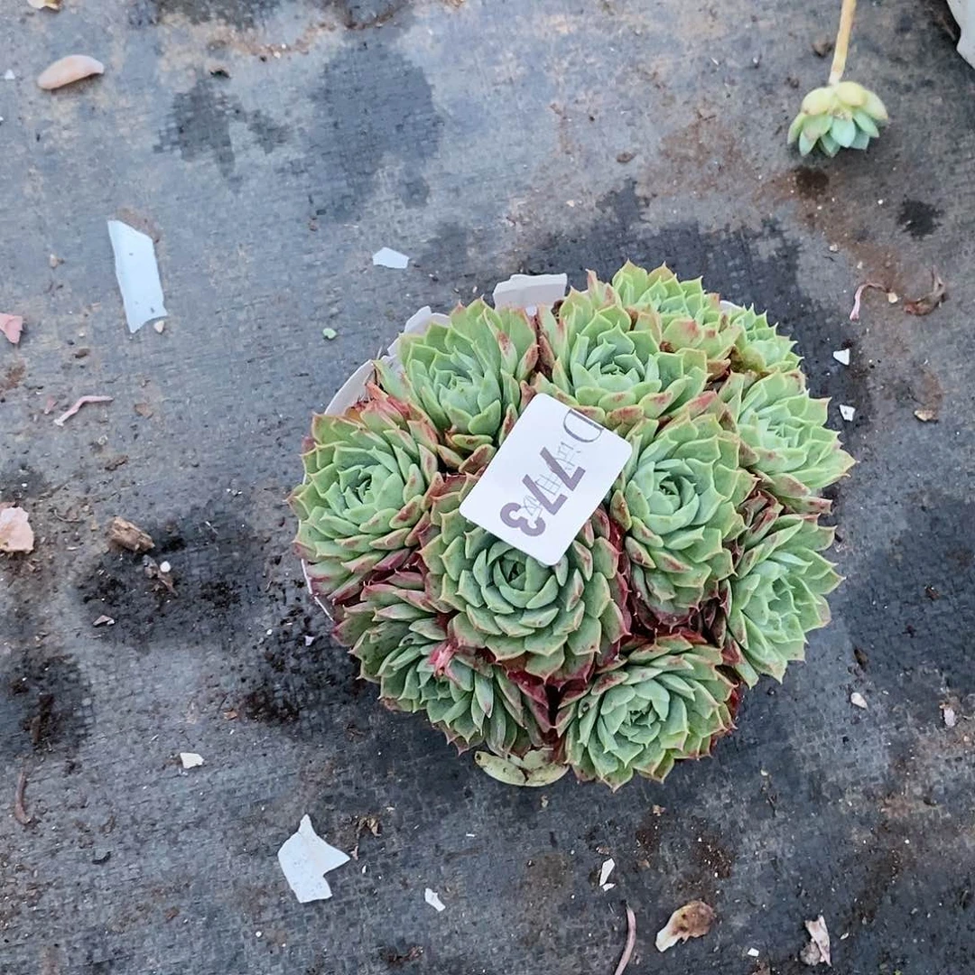 芦*阔773朱砂痣多肉植物