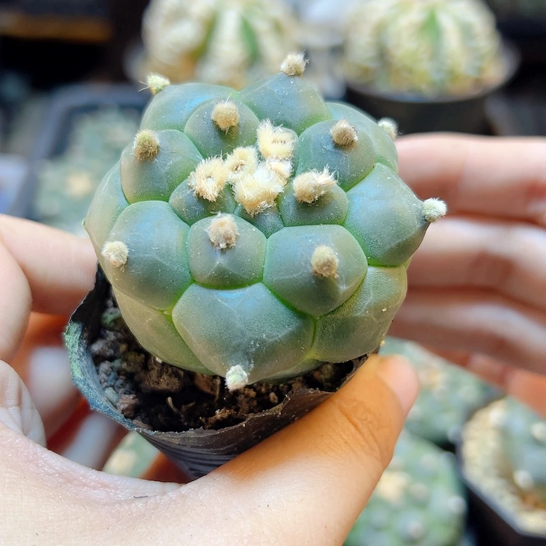 实生龟甲佛头兜4.5公分1颗