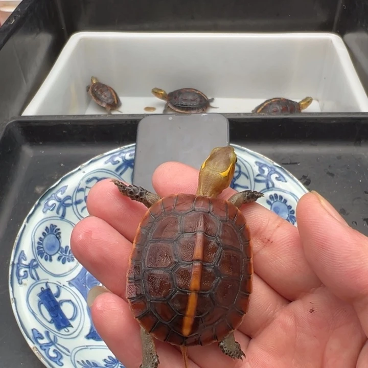 ****k绿毛龟母进了一个新家