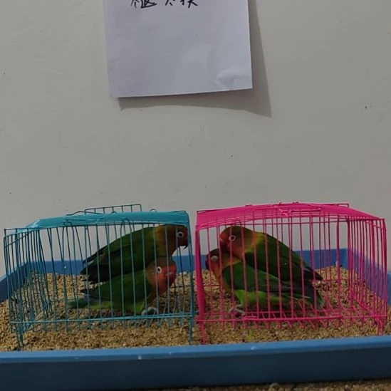 虎皮鹦鹉牡丹鹦鹉鹦鹉2只